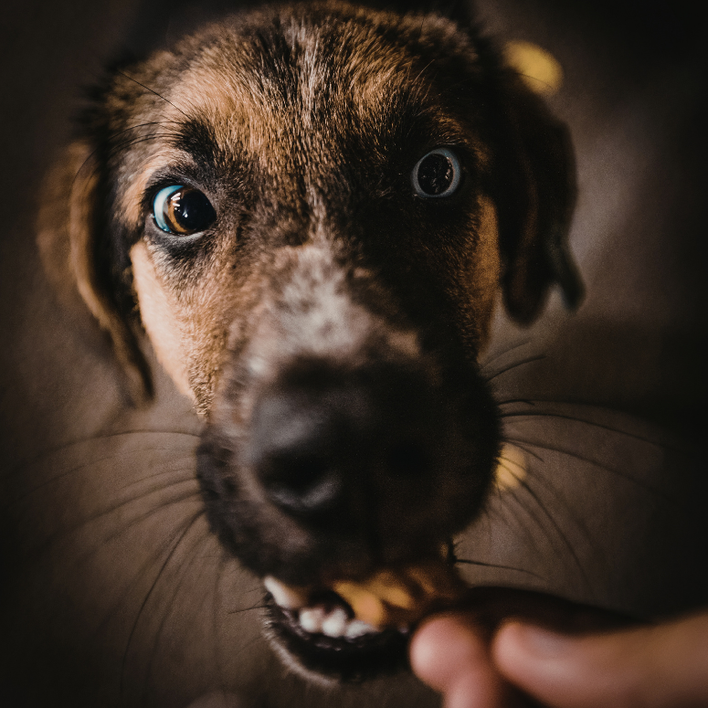 Мидени хапки (Mussel Munchies) - Cooka's Cookies
